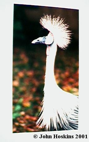 Crowned Crane