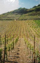 The Ahr Wine-growing Region, Germany  II