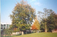 Autumn Colours at the Bank of England Sports Club