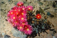 Colour in the Desert - Bolivia