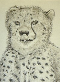 Cheetah Cub