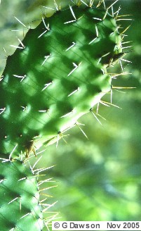 Cactus - Mexico