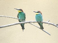 Bee Eaters